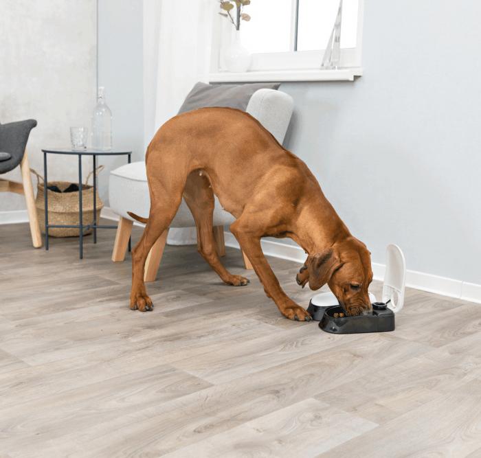 Trixie TX2 Automatic Food Dispenser Автоматическая кормушка для кошек и собак (24372) Trixie TX2 Automatic Food Dispenser Автоматическая кормушка для кошек и собак (24372)